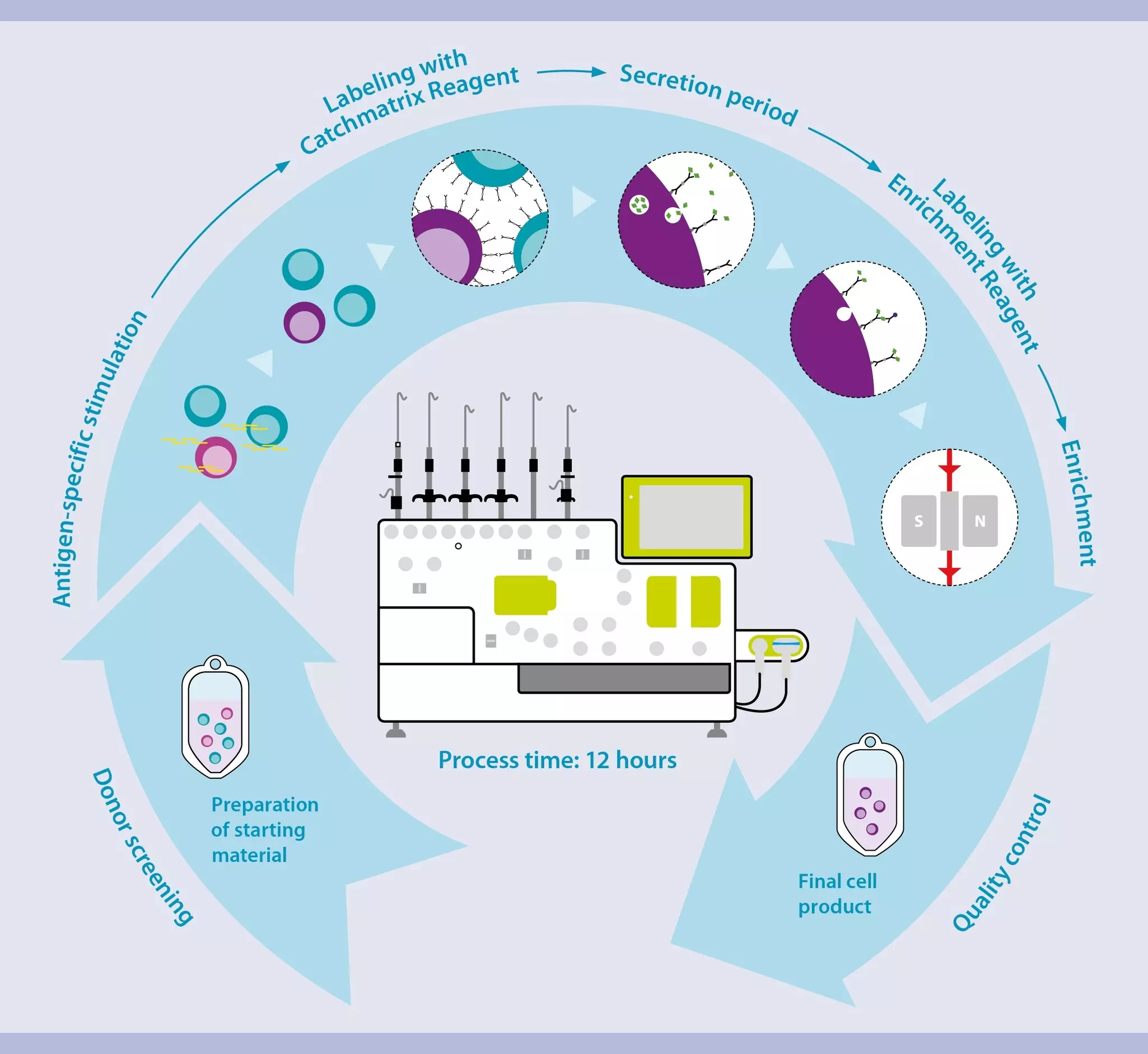 Isolation of virus-specific T cells | IFN-gamma | CD4 & CD8 T