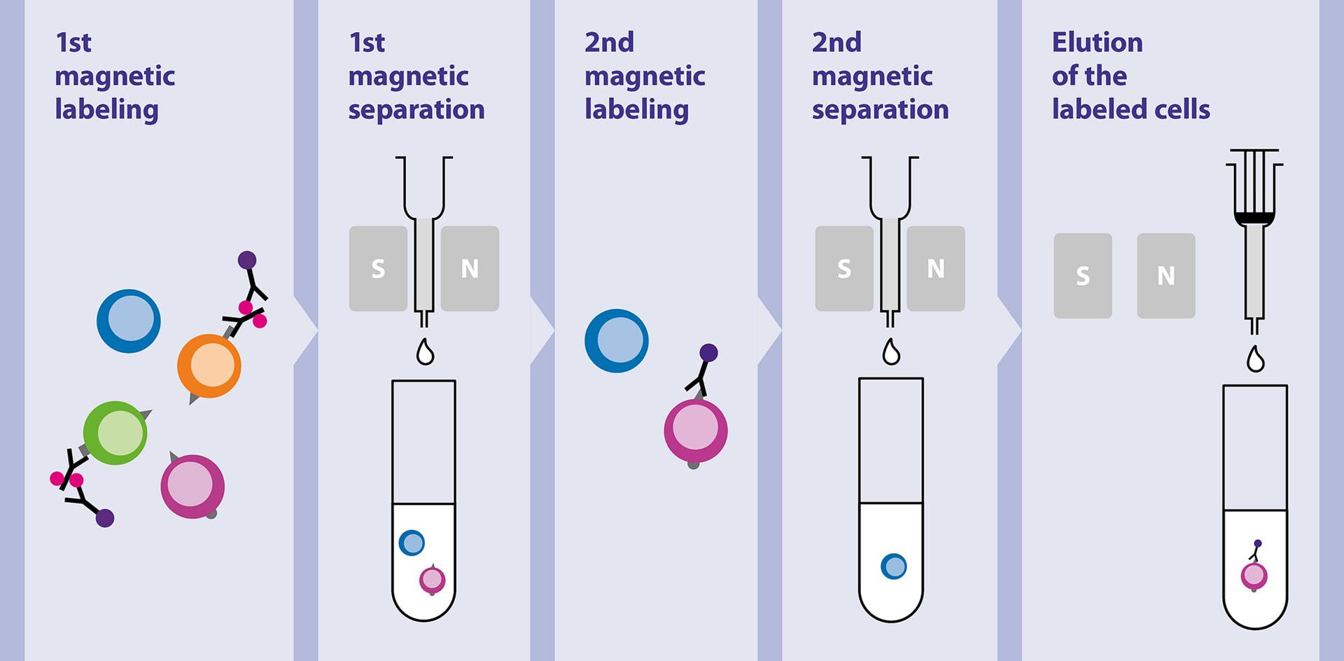 cell separation Miltenyi Biotec 대한민국