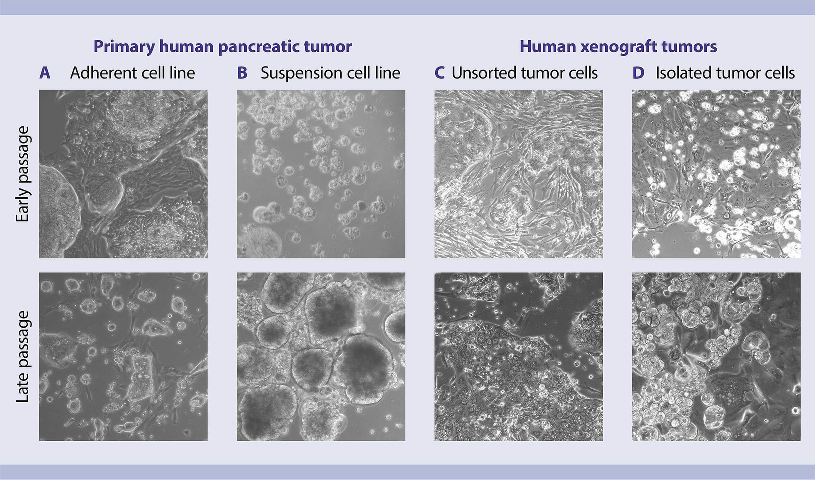 Cancer Cell Culture Primary Tumor Cell Culture Miltenyi Biotec USA