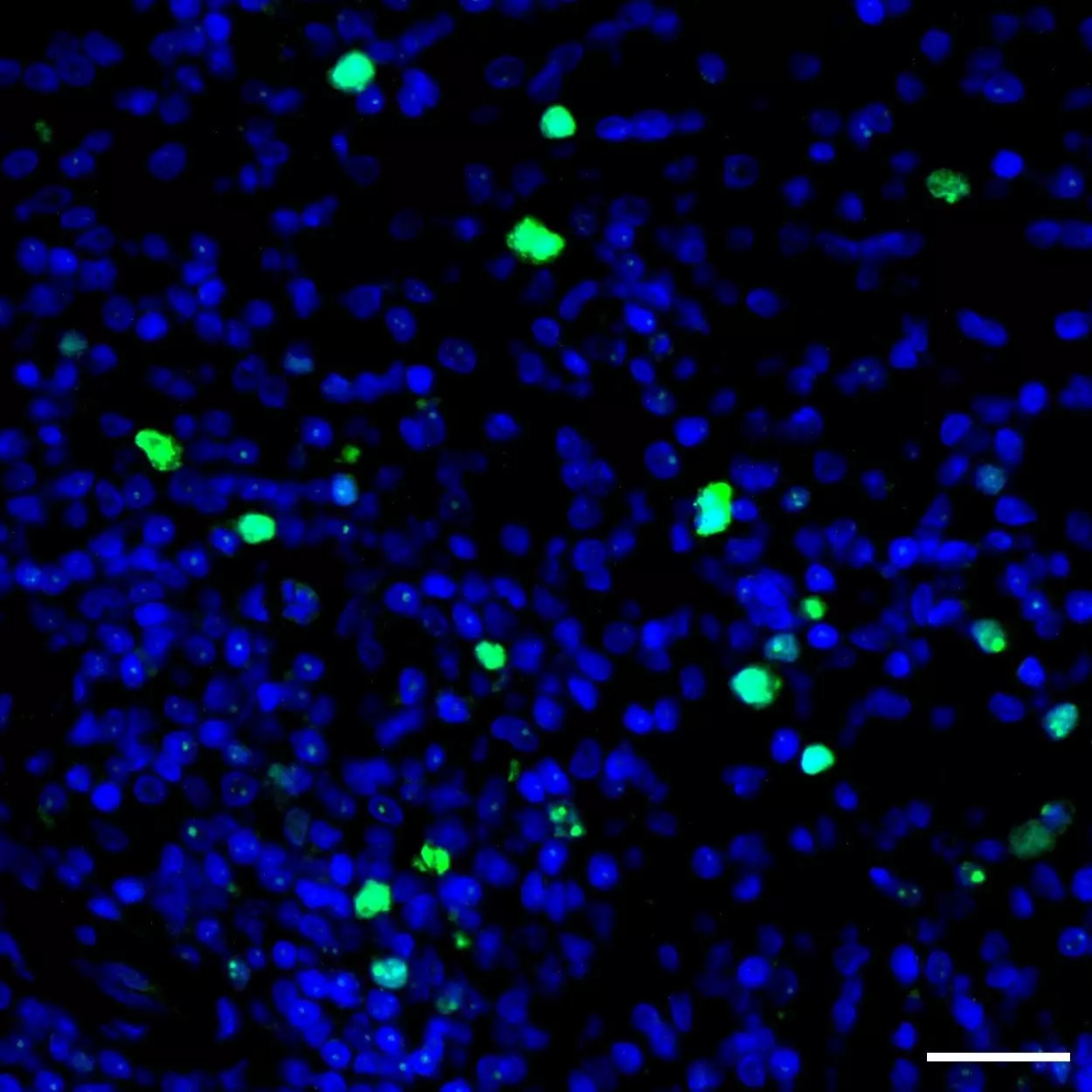 Ki-67 Antibody, Anti-human/mouse/rat, REAfinity™ | Miltenyi Biotec | USA