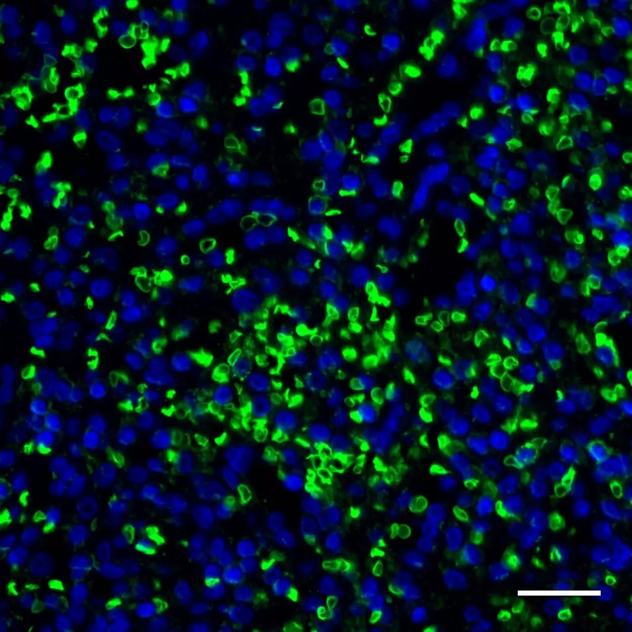 CD235a (Glycophorin A) Antibody, anti-human, REAfinity™ | Miltenyi ...