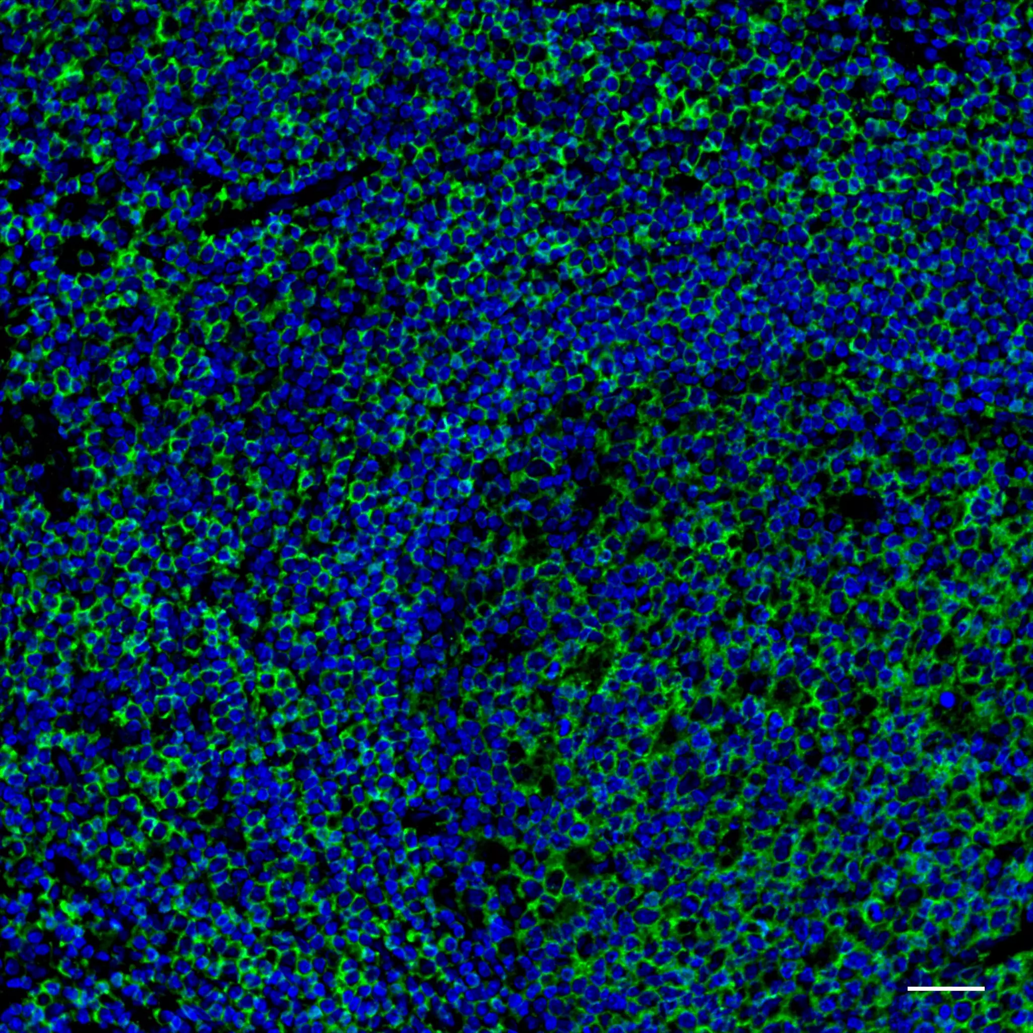 CD45RA Antibody, anti-human | Miltenyi Biotec | USA