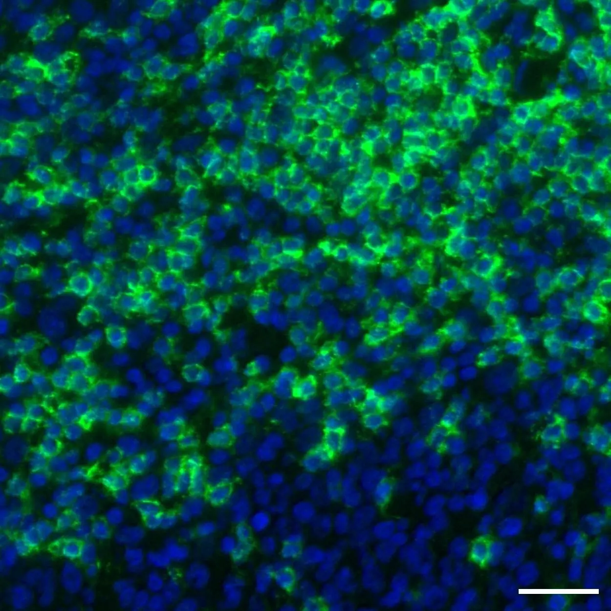 CD45RO Antibody, anti-human, REAlease® | Miltenyi Biotec | USA