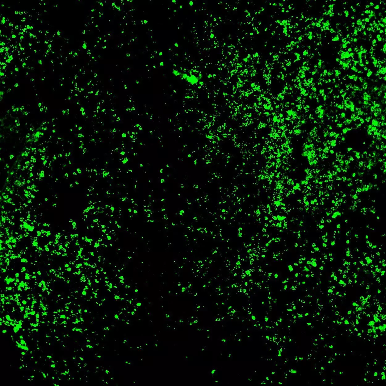 CD26 Antibody, anti-human | Miltenyi Biotec | USA