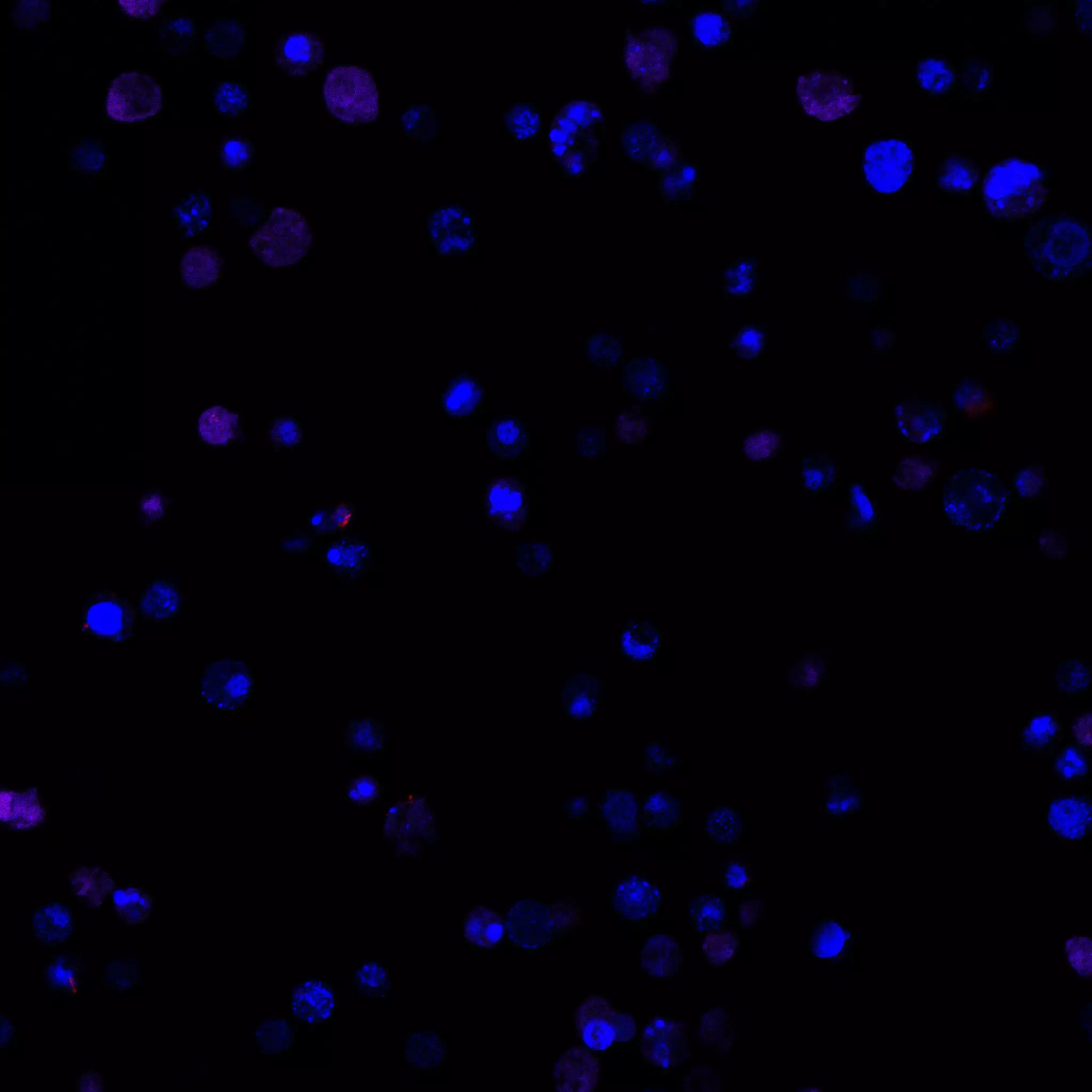 CD217 (IL-17RA) Antibody, anti-human, REAfinity™ | Miltenyi Biotec | USA