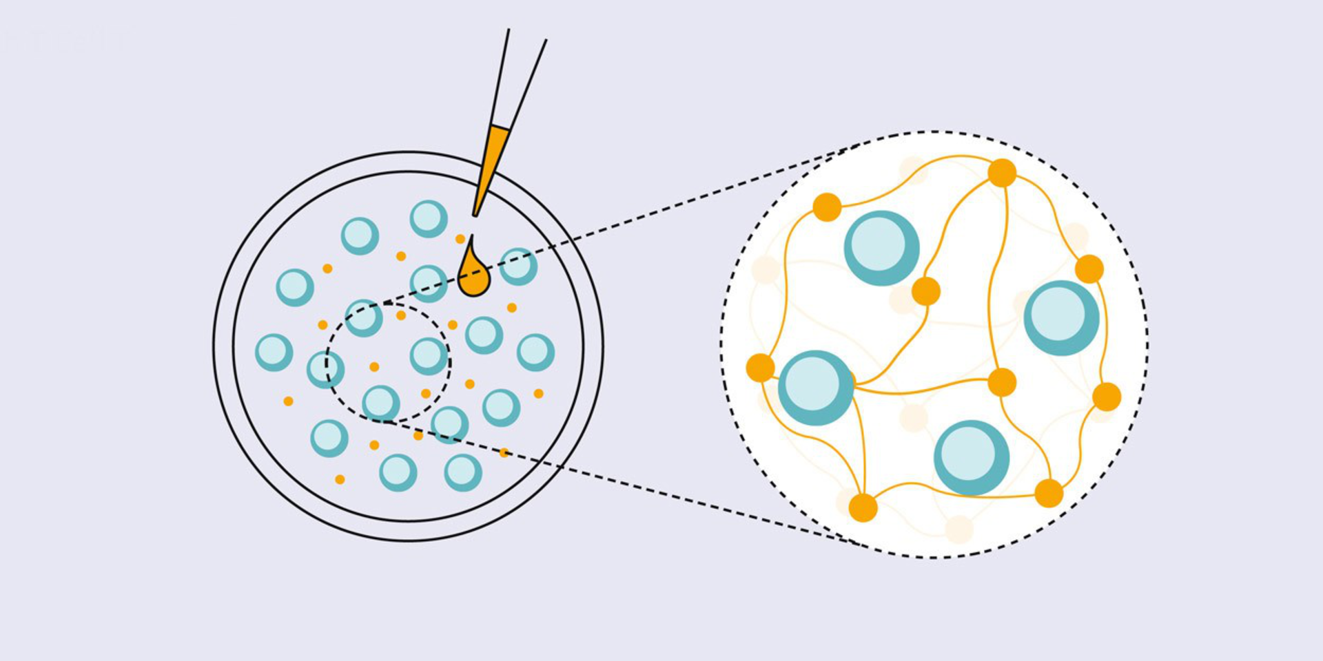 Polyclonal T Cell Activation | T Cell Expansion | MACS® GMP | Miltenyi ...