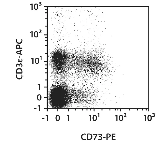 CD73 Antibody, anti-mouse, REAfinity™ | Miltenyi Biotec | India