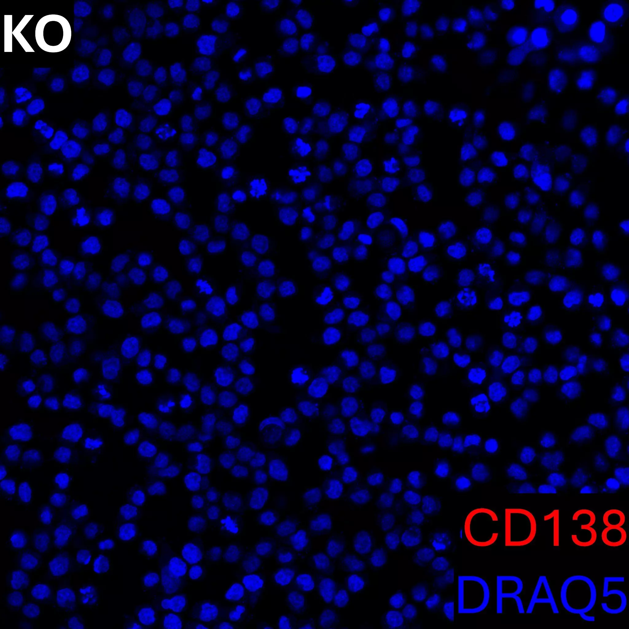 CD138 Antibody, anti-human, REAlease® | Miltenyi Biotec | 中国