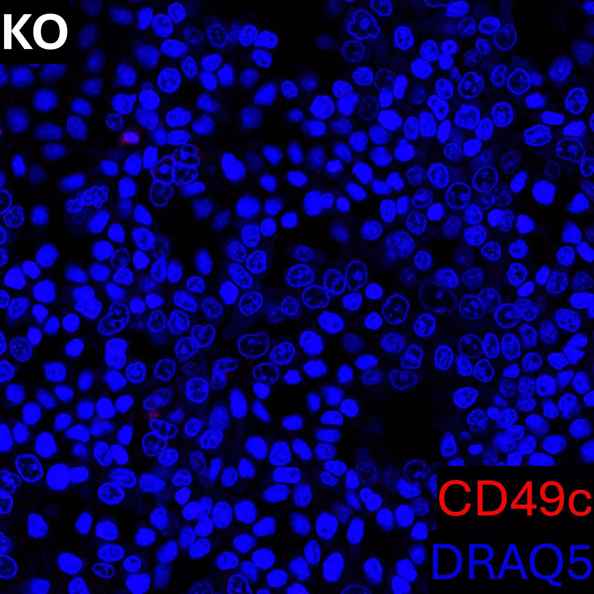 CD49c Antibody, anti-human, REAlease® | Miltenyi Biotec | USA