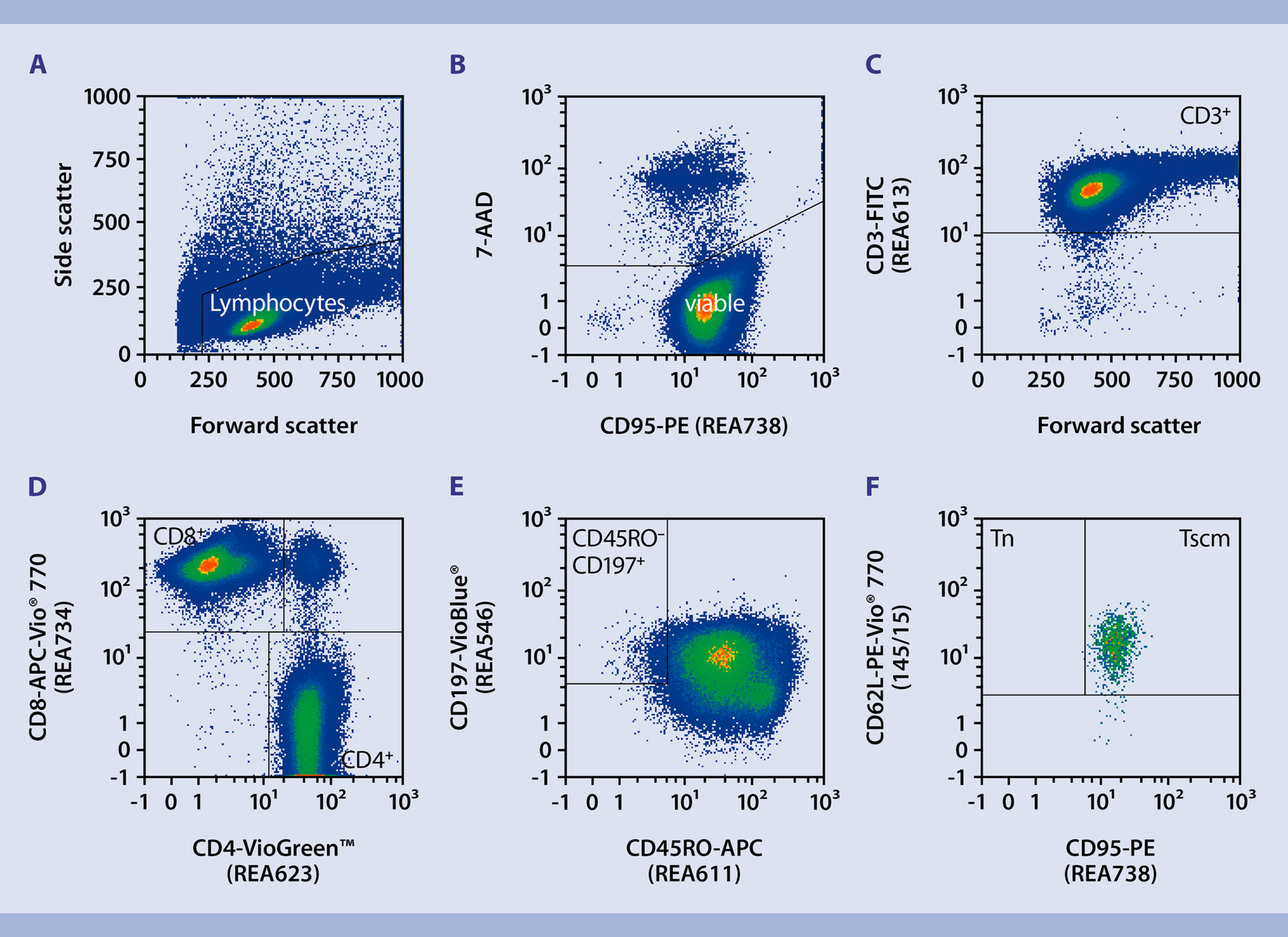 Immunophenotyping stem celllike memory T cells CAR T cell products