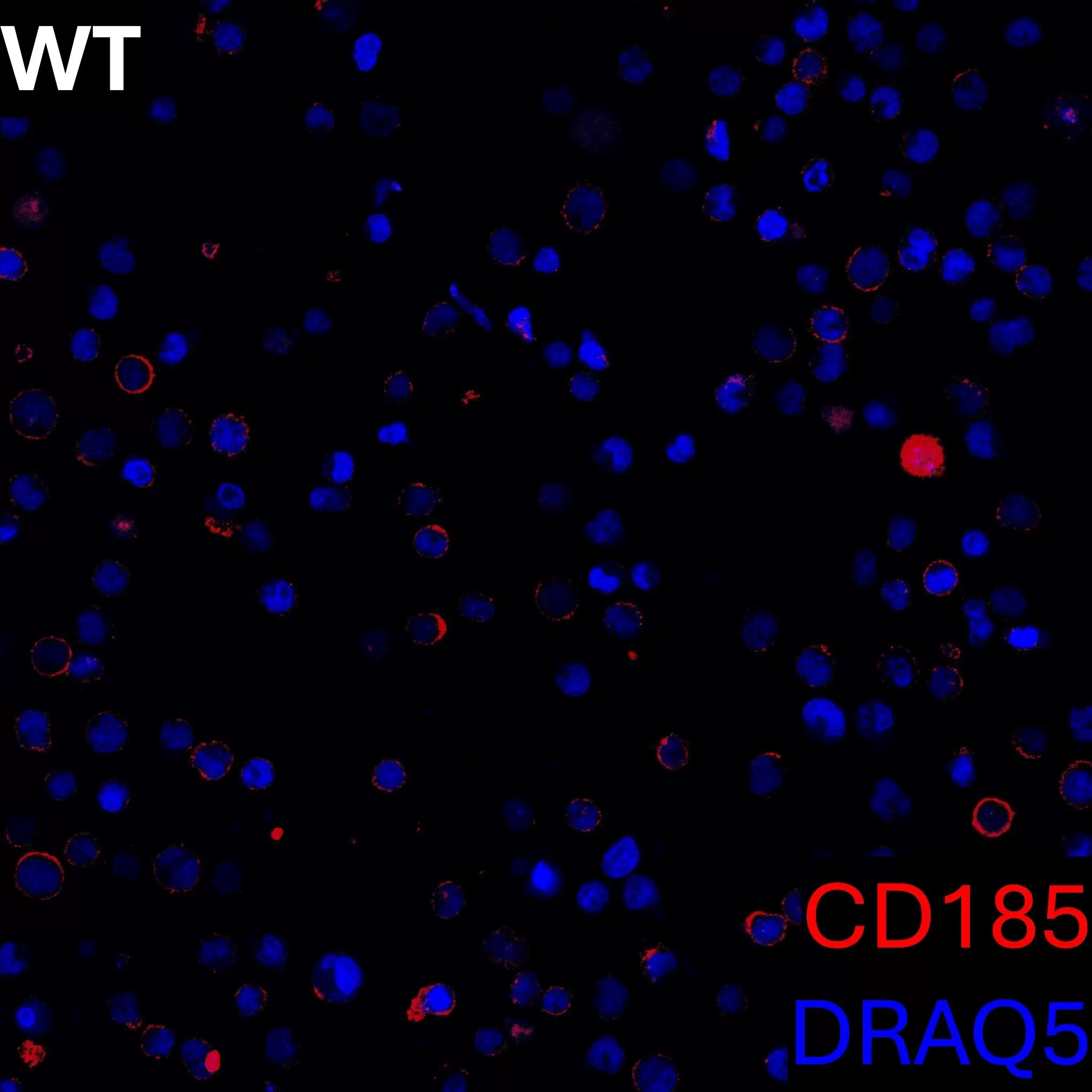 CD185 (CXCR5) Antibody, anti-human, REAlease® | Miltenyi Biotec | USA