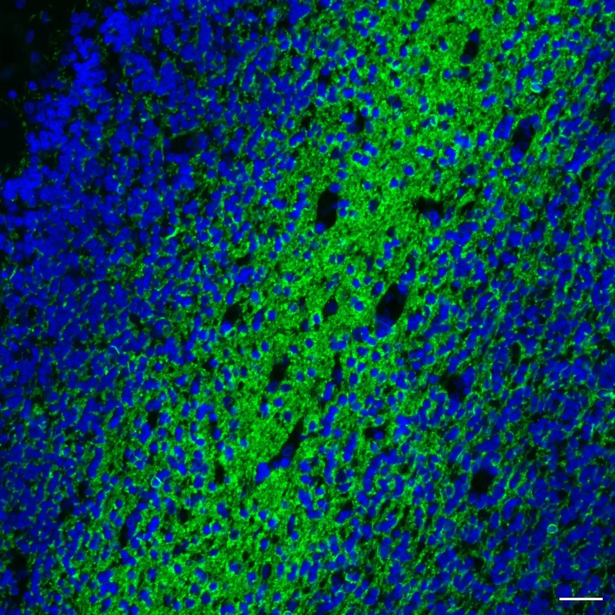 MOG Antibody, anti-human, REAfinity™ | Miltenyi Biotec | USA