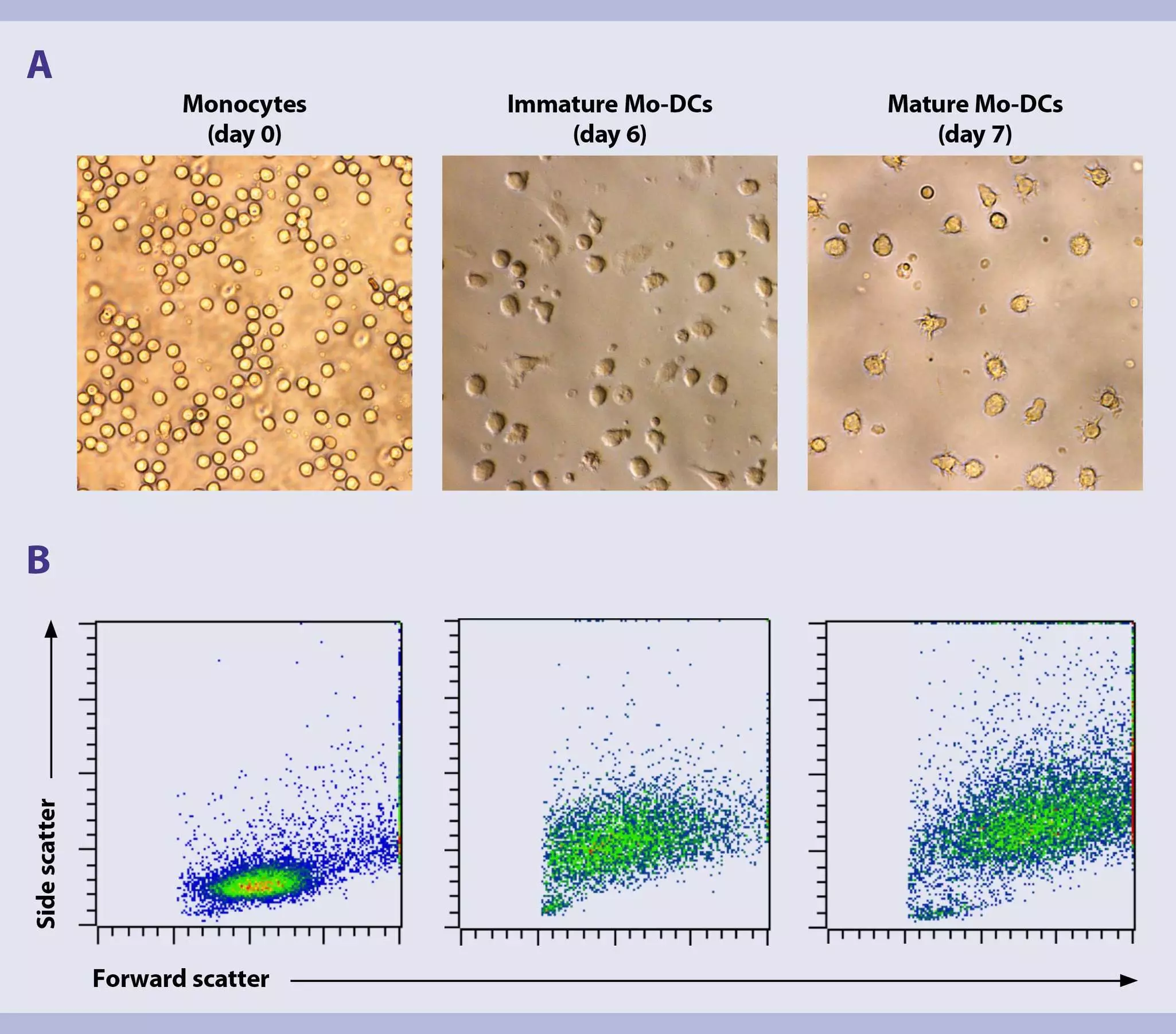 Generation of Mo-DCs | Research protocol | Miltenyi Biotec | USA