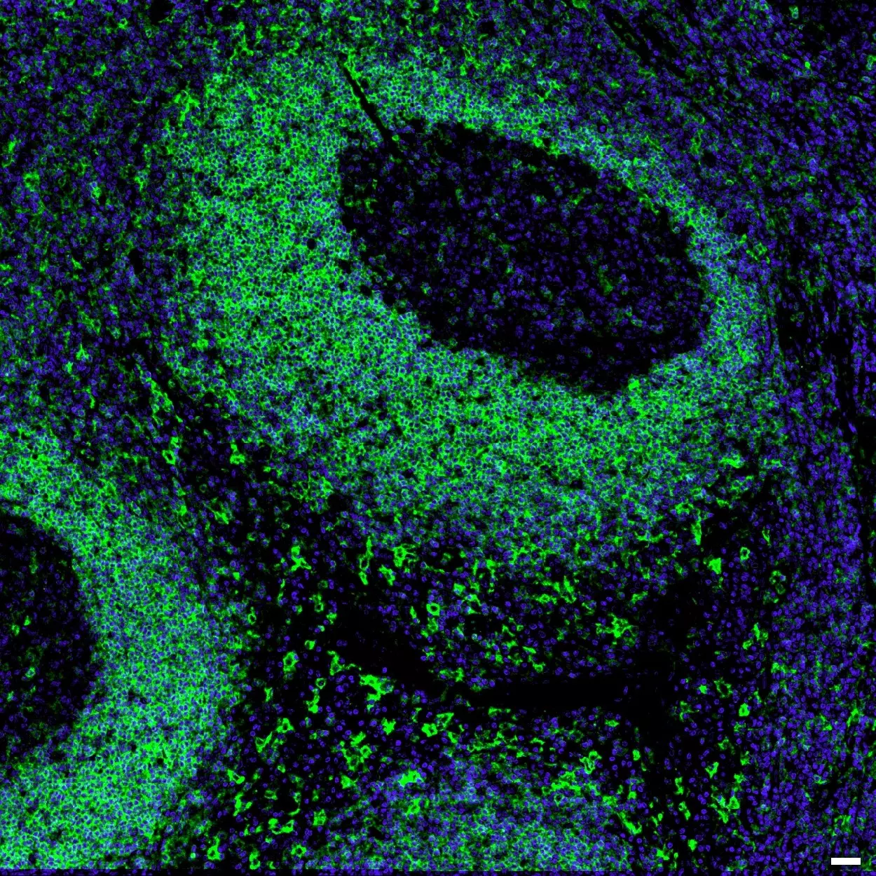 CD305 (LAIR-1) Antibody, anti-human, REAfinity™ | Miltenyi Biotec
