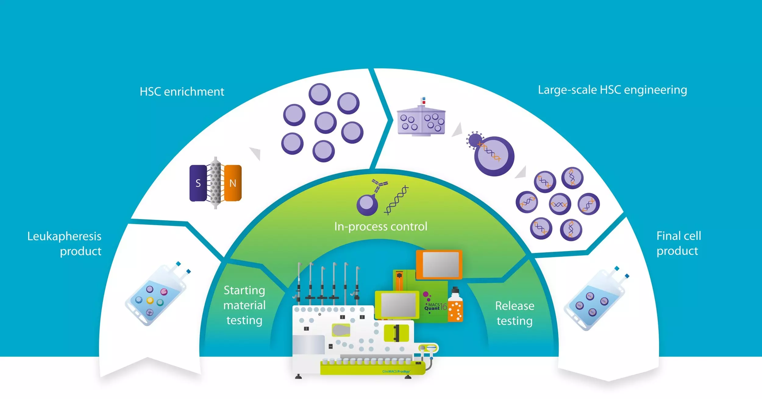 Genetic Engineering of Hematopoietic Stem Cells | Workflow