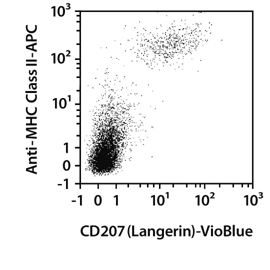 CD207 (Langerin) Antibody, anti-mouse | CD207 (Langerin) Antibody 